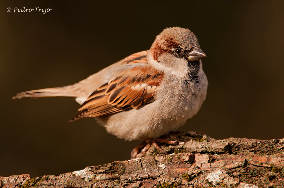 Gorrion comun (Passer domesticus)